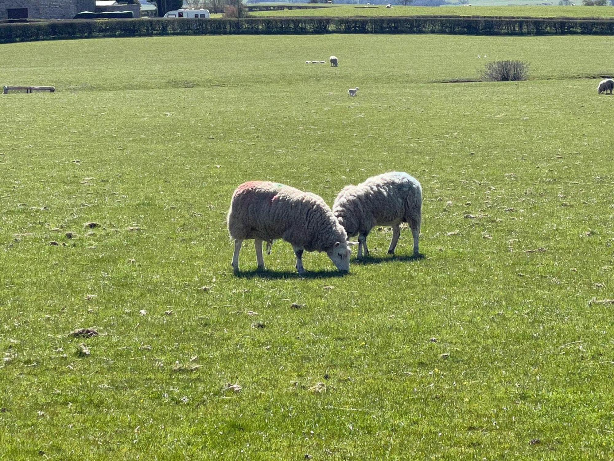 Penny Black * Ingleton (North Yorkshire)